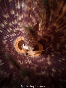 Up Close & Personal with a Worm by Henley Spiers 